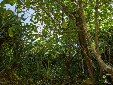 Mavi gökyüzünün doğal manzarası artı yeşil yapraklar