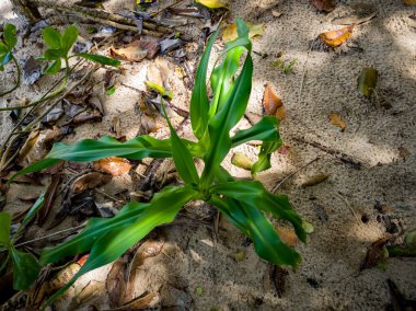 Deniz kıyısında yeşil yapraklı bitkiler