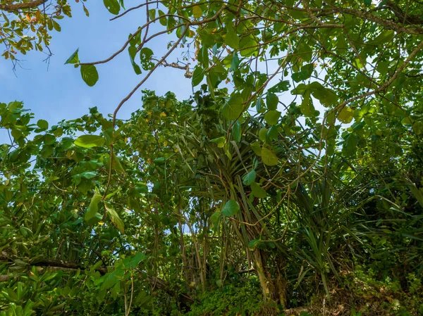 Paisagem Natural Céu Azul Mais Folhas Verdes — Fotografia de Stock