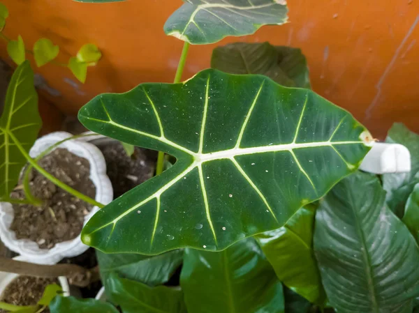 Alocasia Ninja Διακοσμητικά Φυτά Πράσινα Φύλλα Λευκές Ρίγες — Φωτογραφία Αρχείου