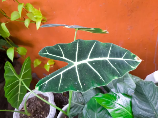 Alocasia Ninja Okrasná Rostlina Zelenými Listy Bílými Pruhy — Stock fotografie