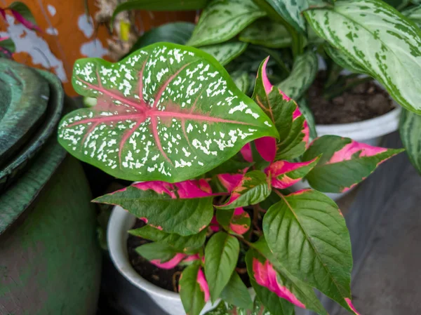 Plante Fleur Taro Qui Émet Diverses Couleurs Est Généralement Pour — Photo