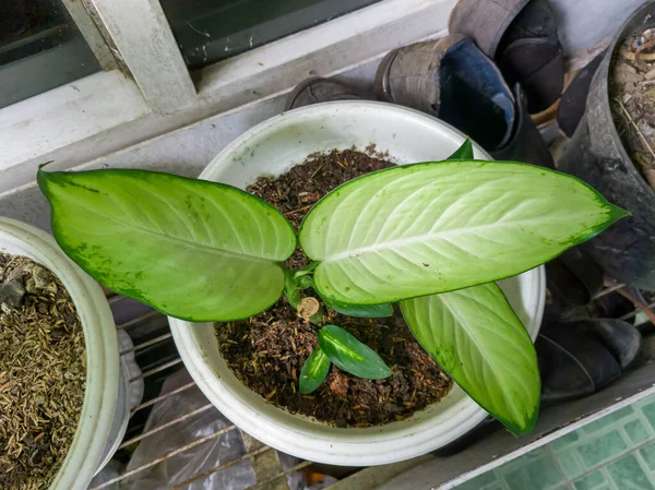 Die Grüne Sri Glückspflanze Dient Normalerweise Zur Dekoration Des Hauses — Stockfoto