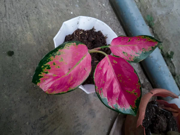 Aglonema Plantes Qui Émettent Une Variété Couleurs Plantes Sont Généralement — Photo