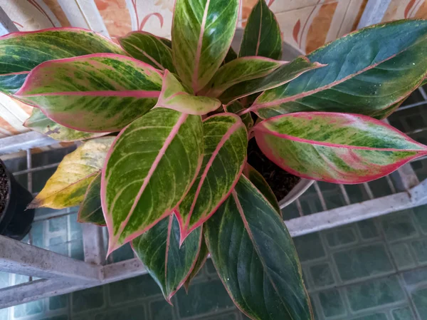 Aglonema Pflanzen Die Eine Vielzahl Von Pflanzenfarben Abgeben Sind Normalerweise — Stockfoto