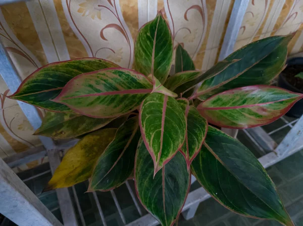 Aglonema Pflanzen Die Eine Vielzahl Von Pflanzenfarben Abgeben Sind Normalerweise — Stockfoto