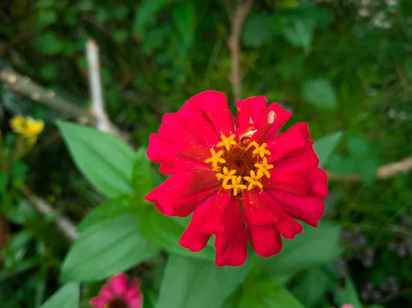 Mały Czerwony Słonecznik Szkolnym Ogrodzie — Zdjęcie stockowe