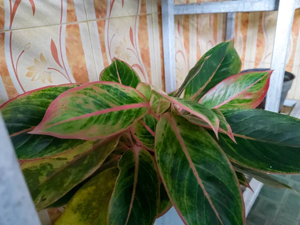 Aglonema Planten Die Een Verscheidenheid Van Plantaardige Kleuren Uitzenden Zijn — Stockfoto