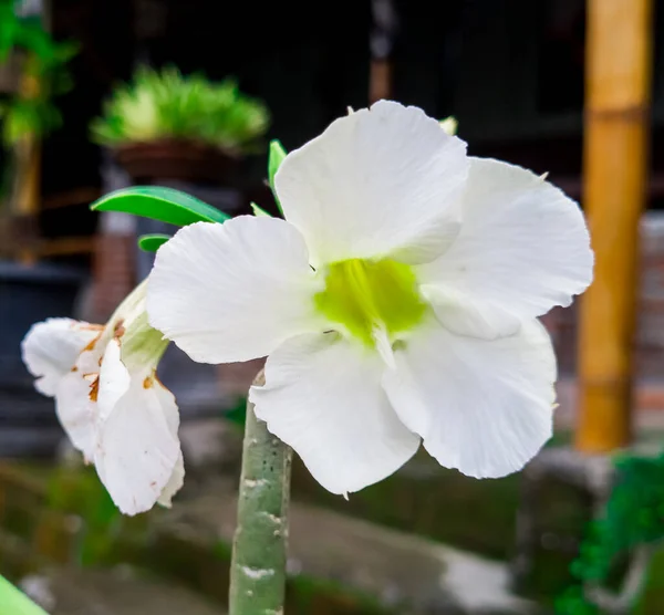 White frangipani plant in the school garden