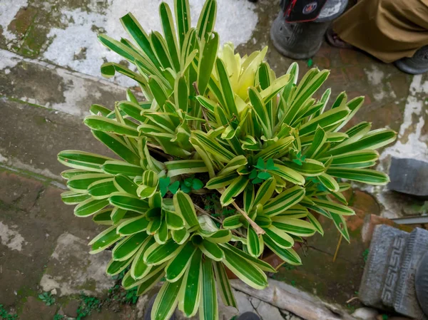 Zitronenlinde Dracaena Blatt Zierpflanze Schulgarten — Stockfoto