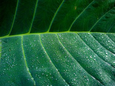 Sabah çiğ tanesinden etkilenmiş yeşil taro yaprağı arkaplanı