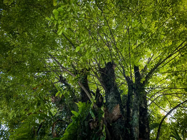 Folhas Verdes Nos Ramos Que Ainda Estão Ligados Árvore Vista — Fotografia de Stock