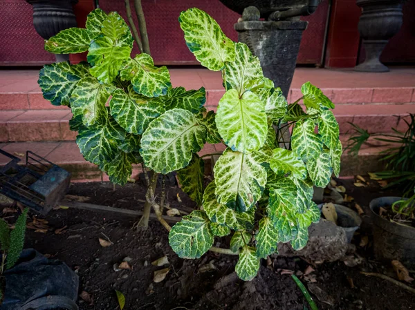 Hojas Makokan Verdes Blancas Jardín Escuela —  Fotos de Stock