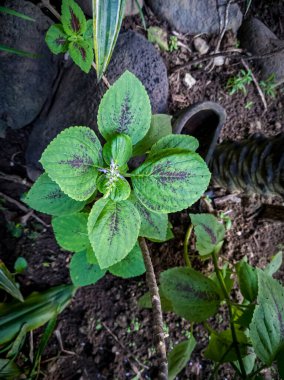 Yeşil miana bitkileri okul bahçesinde kırmızıyla birleşmiş.