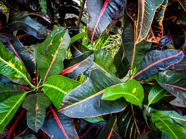 Croton plants in the green school garden combined with yellow