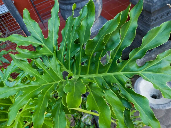 Green Philodendron Ornamental Plant School Garden — Stock Photo, Image
