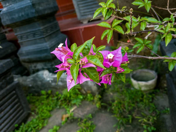 校园中美丽的观赏植物 粉红花 — 图库照片