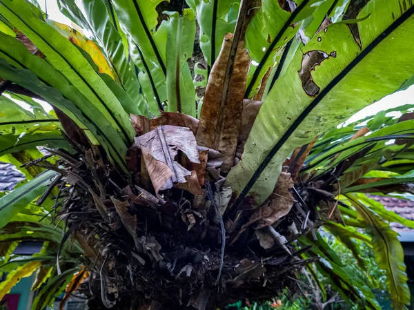 Green bird\'s nest fern plant attached to the tree