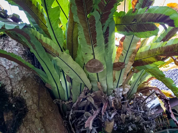 Groene Vogel Nest Varens Plant Bevestigd Aan Boom — Stockfoto