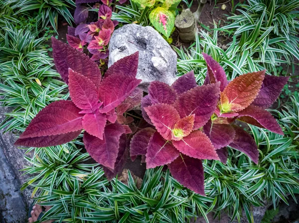 정원에 미아나 — 스톡 사진