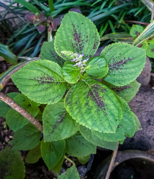 Plantas Miana Verde Combinadas Con Rojo Jardín Escuela —  Fotos de Stock