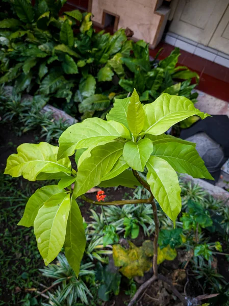 Green leafy plants in the school garden