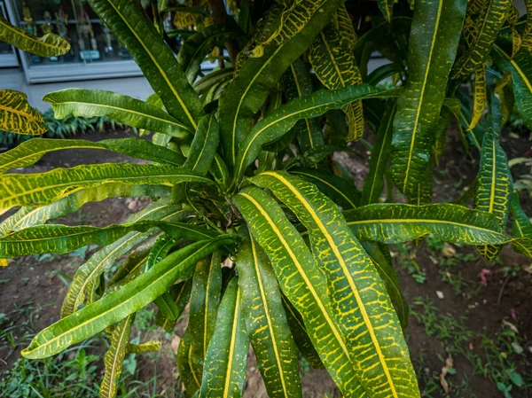 Croton plants in the green school garden combined with yellow
