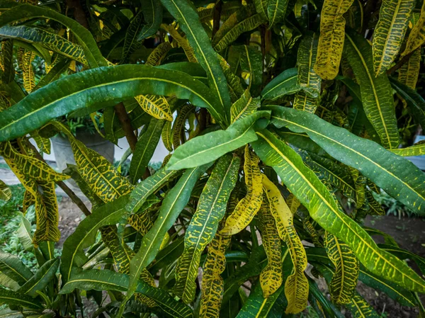 Croton plants in the green school garden combined with yellow