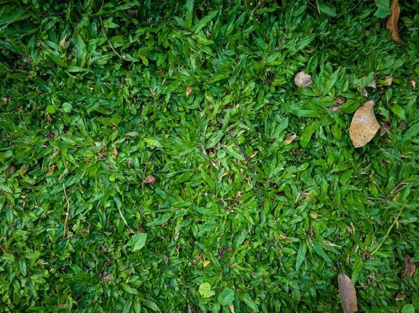 Fundo Grama Verde Jardim Escola — Fotografia de Stock