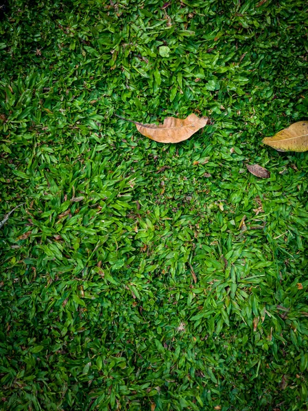 Zielona Trawa Tło Ogrodzie Szkolnym — Zdjęcie stockowe