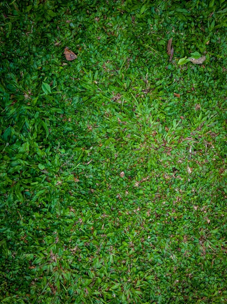 Green grass background in school garden