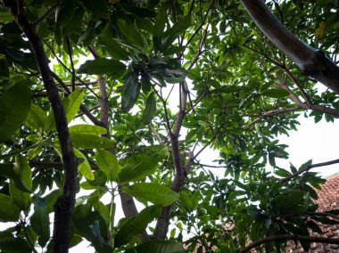 Yukarıdaki fotoğrafta yeşil yapraklı ağaç arkaplanı