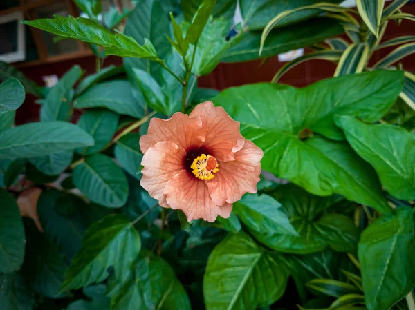 Ροζ Λουλούδι Ιβίσκος Πράσινα Φύλλα Στον Κήπο Του Σχολείου — Φωτογραφία Αρχείου