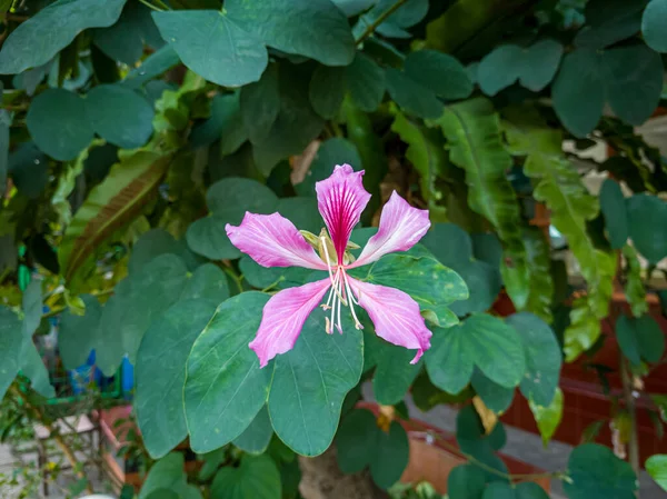 Red Geranium Flower Green Leaves School Garden — ストック写真