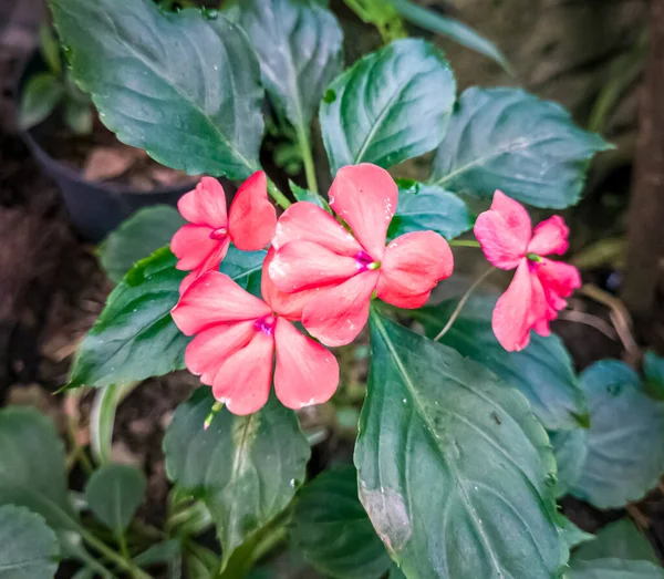 学校花园绿叶红芙蓉花 — 图库照片