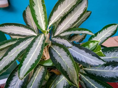 Okul bahçesinde yeşil ve beyaz Sri fal bitkisi