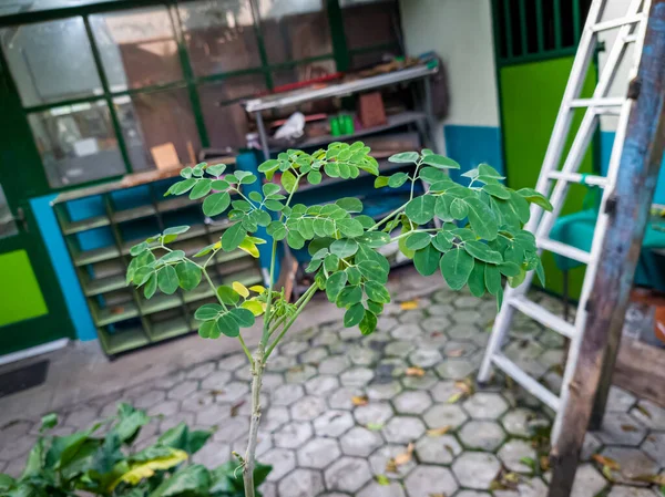 Tumbuhan Moringa Dengan Daun Hijau Kebun Sekolah — Stok Foto