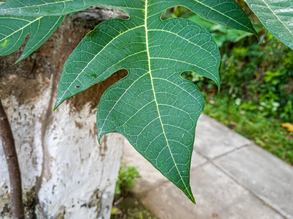 Papaya Leaves Green White Fibers — Foto de Stock