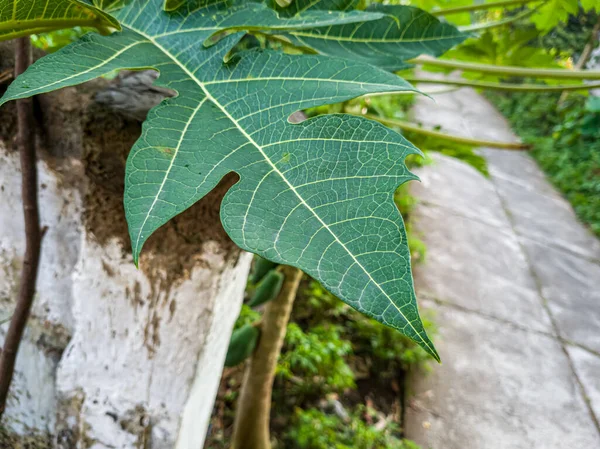 Papaya Leaves Green White Fibers — Foto de Stock