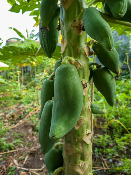Giovane Frutto Verde Papaia Che Ancora Pende Sull Albero — Foto Stock