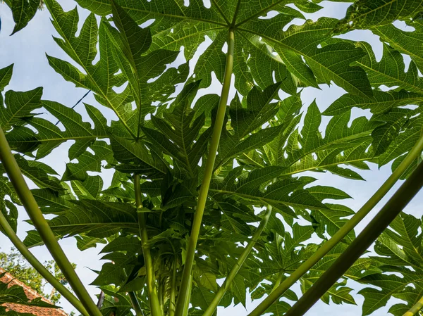 The green papaya leaf is photographed from below and the sky is blue