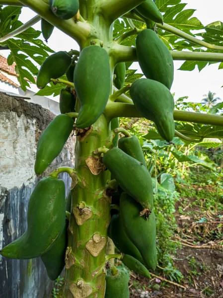 Giovane Frutto Verde Papaia Che Ancora Pende Sull Albero — Foto Stock