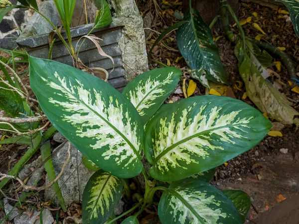 Ornamental Plant Called Sri Fortune Grows School Garden — Stockfoto