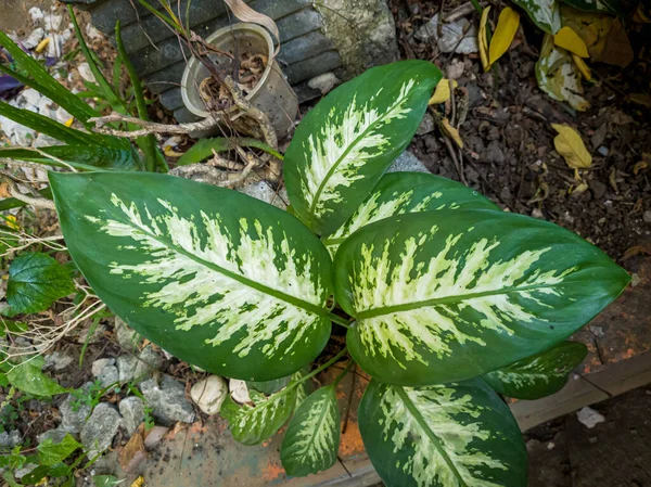 Een Sierplant Genaamd Sri Fortuin Die Groeit Schooltuin — Stockfoto