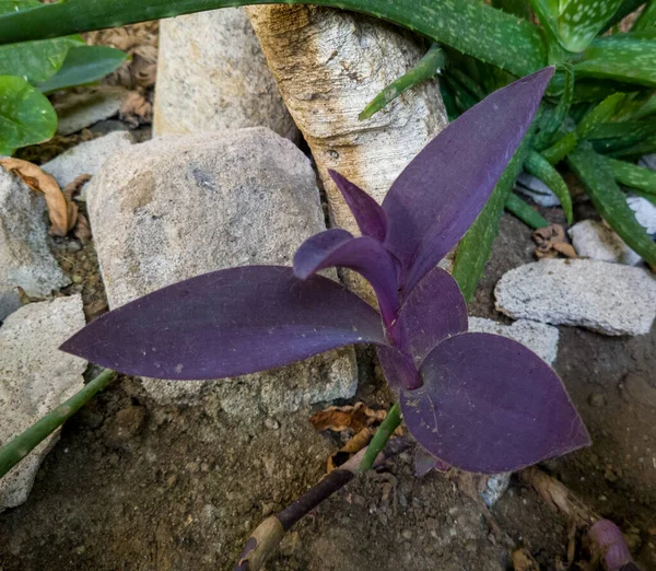 Ornamental Plant Named Adam Hawa Purple Grows School Garden — 스톡 사진