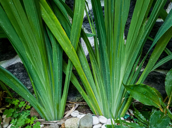 An ornamental plant called Trimezia steyermarkii, but it hasn't flowered yet