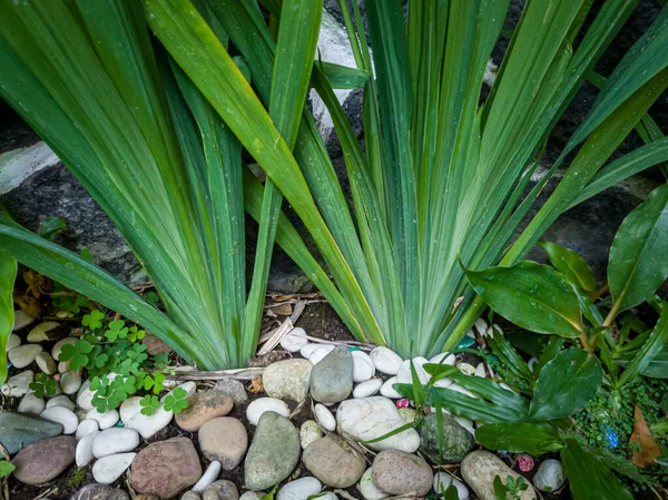 Ornamental Plant Called Trimezia Steyermarkii Hasn Flowered Yet — Fotografia de Stock