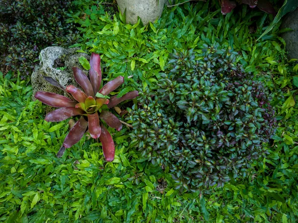 School Garden Mini Elephant Grass Bromeliads — Stock Photo, Image