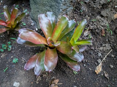 Greenish brown bromeliads in the school garden