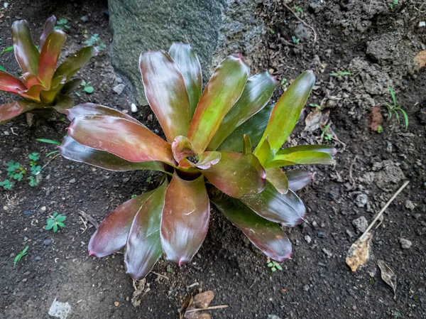 Greenish brown bromeliads in the school garden